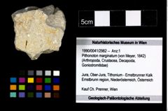 Foto (Objekt + Etikett) von Pithonoton marginatum (von Meyer, 1842)  (NHMW-GEO-1990-0041-2982)